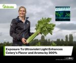Ultraviolet Light is a Key to Unlocking Celery’s Flavor Potential.