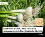 Bioactive and Antioxidant Differences in Sliced and Crushed Garlic