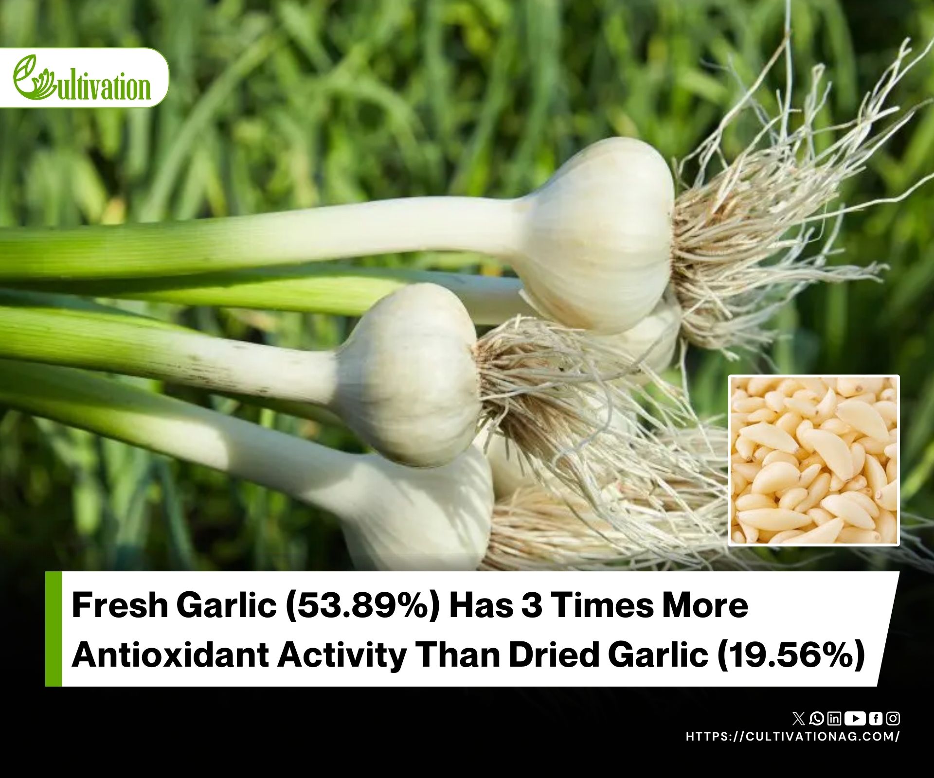 Bioactive and Antioxidant Differences in Sliced and Crushed Garlic
