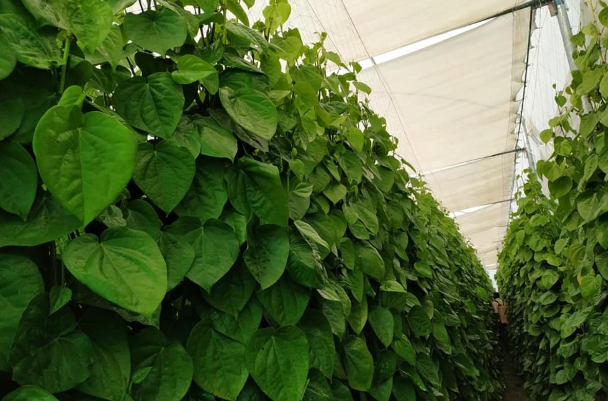 Betel Leaf Farming In Polyhouse