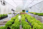 Climate-Controlled Polyhouses for Smarter Farming