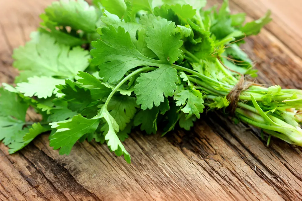 Coriander Farming in Polyhouse