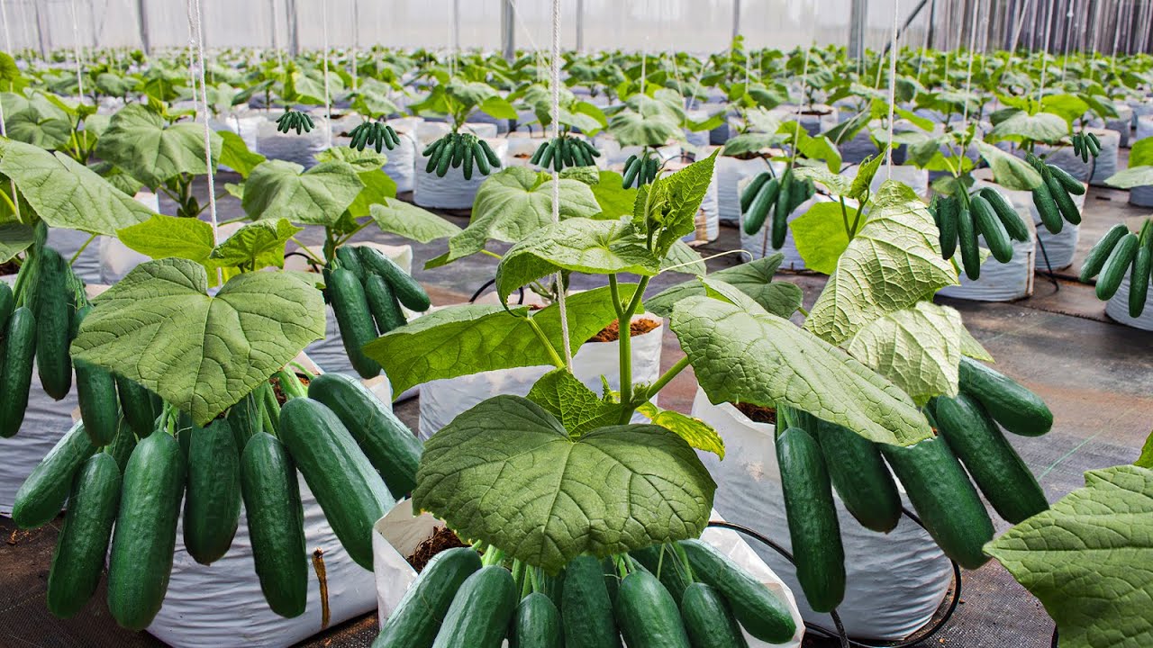 Cucumber Farming in Polyhouse