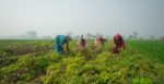 Experts Push for Policy Reform to Revive Pakistan’s Agricultural Growth