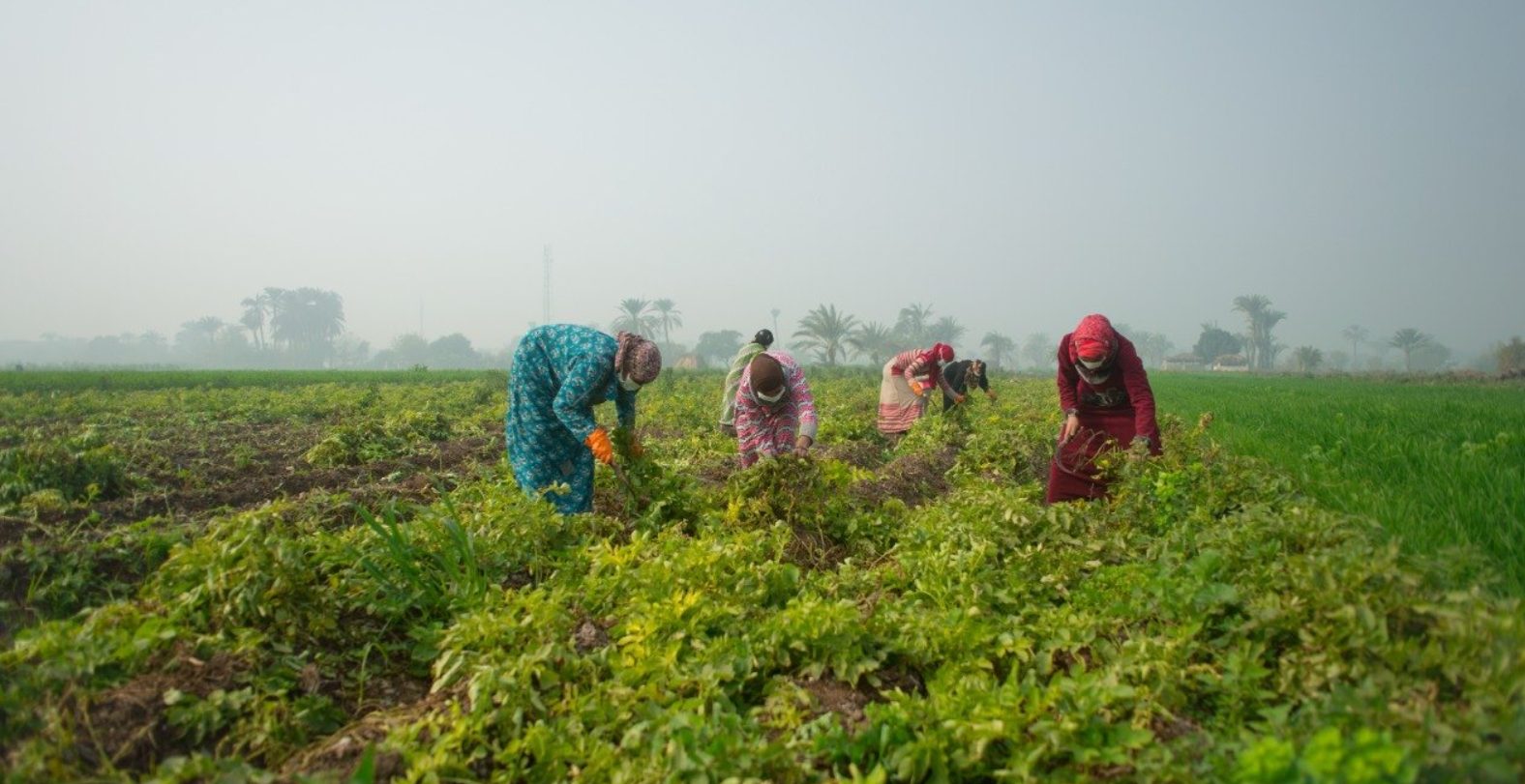 Experts Push for Policy Reform to Revive Pakistan’s Agricultural Growth