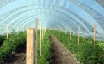 Is Polyhouse Farming Profitable?