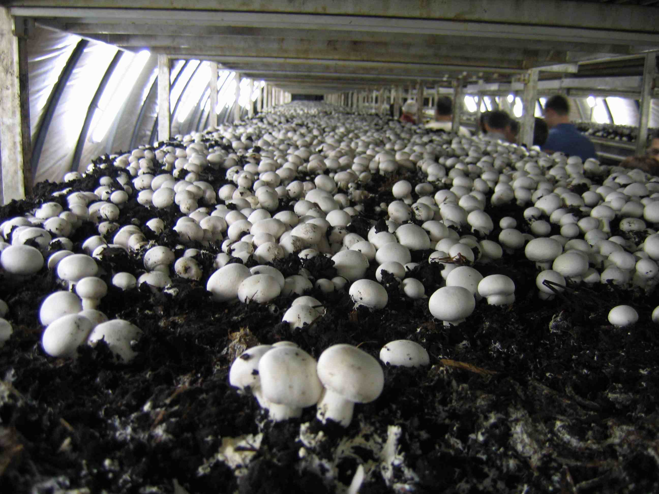 Mushroom Cultivation in Polyhouse