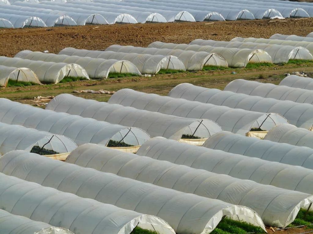 Polyhouse Contract Farming: Growing Smarter, Together