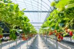 Polyhouse Strawberry Farming