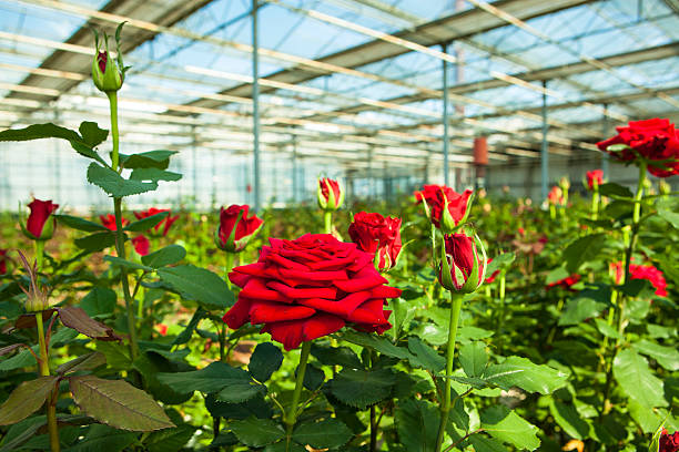 Rose Farming in Polyhouse
