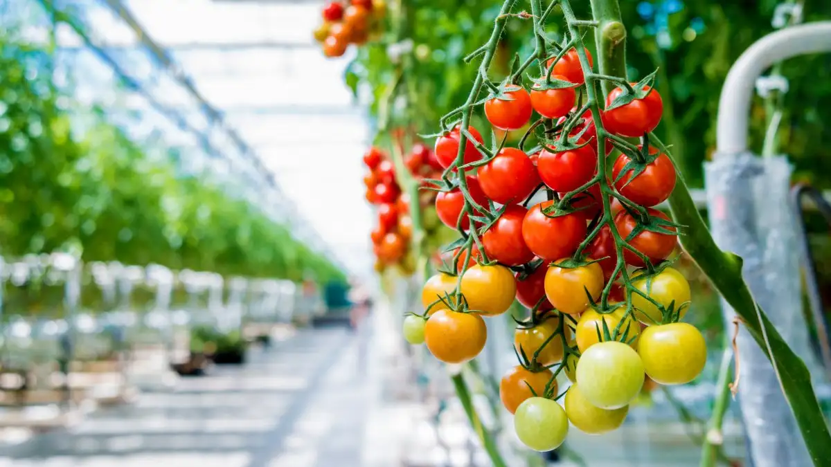 Tomato Cultivation in Polyhouse