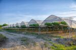 Tunnel Polyhouse: