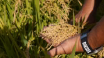 The Impact of Drought Stress on the Rice Root Microbiome