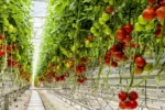 Tomato Plant Growth & Development in Floating Raft Aquaponics