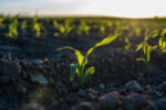 Agroecology Creates Resilient Farms For A Changing Climate