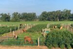 Alternative Farming Systems Integrate Crops And Livestock