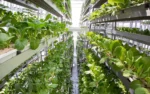 Commercial Vertical Farming Deliver Superior Yields