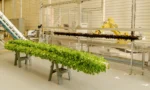 Indoor vertical farming turns unused spaces into productive farms