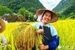 Natural Farming of Rice: Principles, Techniques & Inputs