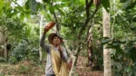 Sustainable Cocoa Farming Boosts Biodiversity And Farmer Profits