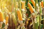 Sustainable Corn Farming Balancing Productivity and Environment