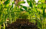 Sustainable Farming Organizations Build Natural Ecosystems