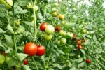 Sustainable Tomato Farming: A Complete Guide to Eco-Friendly Practices