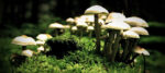 The Art of Natural Mushroom Farming