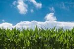Climate Resilient Sustainable Agriculture Protects Our Habitat