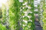 Introduction to Aeroponics: The Future of Soil-Less Farming