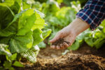 Organic Farming As a Milestone for Sustainable Agriculture