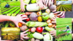 Powerful Link Between Sustainable Farms And Food Security