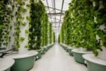 Aeroponic Growing Medium: How Roots Thrive Without Soil or Water