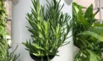 Aeroponic Herb Gardening: Fresh, Efficient, and Flavorful