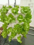 Aeroponic Vegetables: An Advance Breakthrough in Farming Efficiency