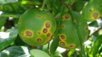 Citrus Canker in Pakistan: A Growing Threat to the Citrus Industry