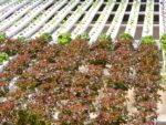 Inside the World of Aeroponic Seedlings Air Grown Beginnings