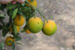 Citrus Greening